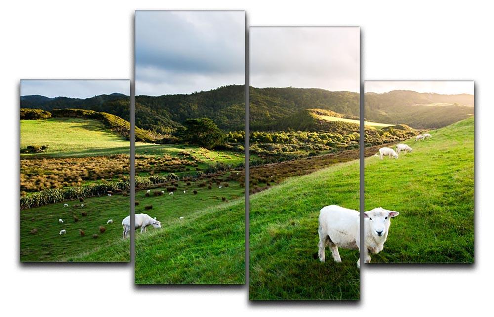 Sheep in farm in New Zealand 4 Split Panel Canvas - Canvas Art Rocks - 1