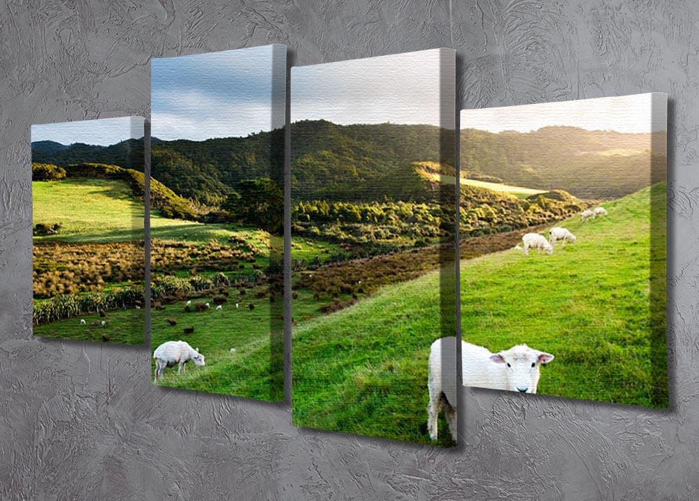 Sheep in farm in New Zealand 4 Split Panel Canvas - Canvas Art Rocks - 2