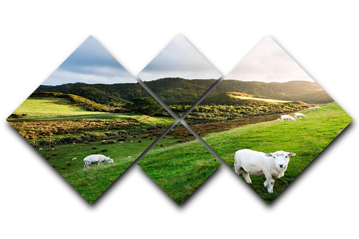 Sheep in farm in New Zealand 4 Square Multi Panel Canvas - Canvas Art Rocks - 1