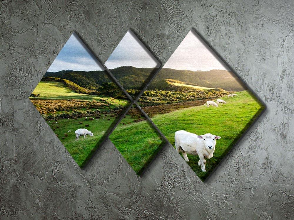 Sheep in farm in New Zealand 4 Square Multi Panel Canvas - Canvas Art Rocks - 2