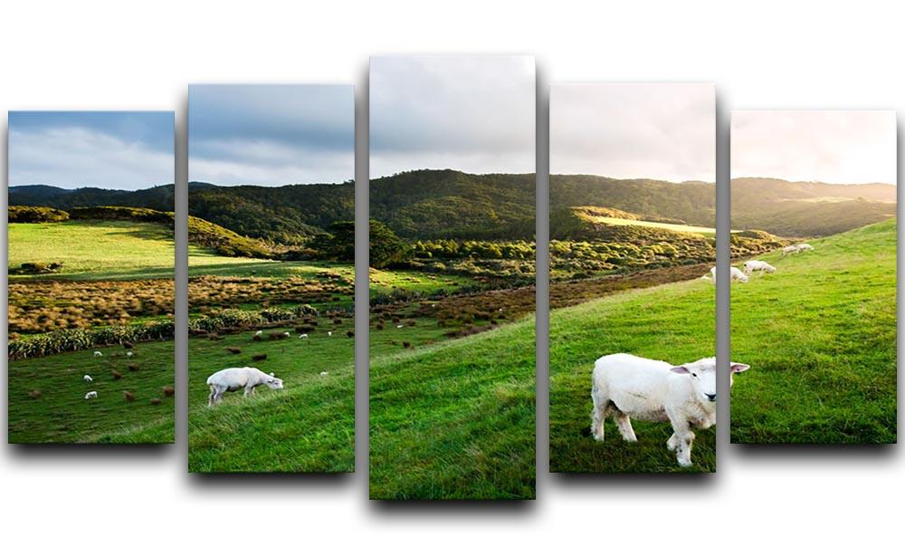 Sheep in farm in New Zealand 5 Split Panel Canvas - Canvas Art Rocks - 1