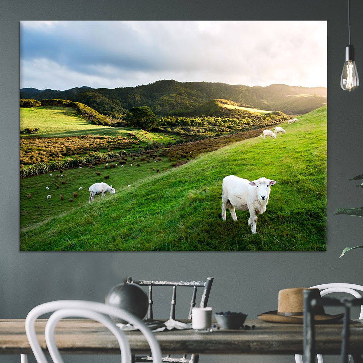 Sheep in farm in New Zealand Canvas Print or Poster
