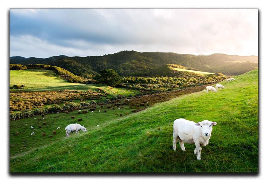 Sheep in farm in New Zealand Canvas Print or Poster - Canvas Art Rocks - 1