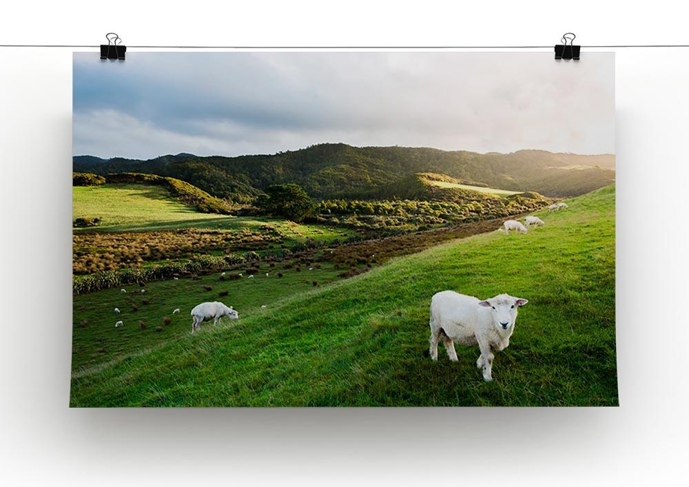 Sheep in farm in New Zealand Canvas Print or Poster - Canvas Art Rocks - 2