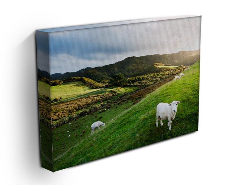 Sheep in farm in New Zealand Canvas Print or Poster - Canvas Art Rocks - 3