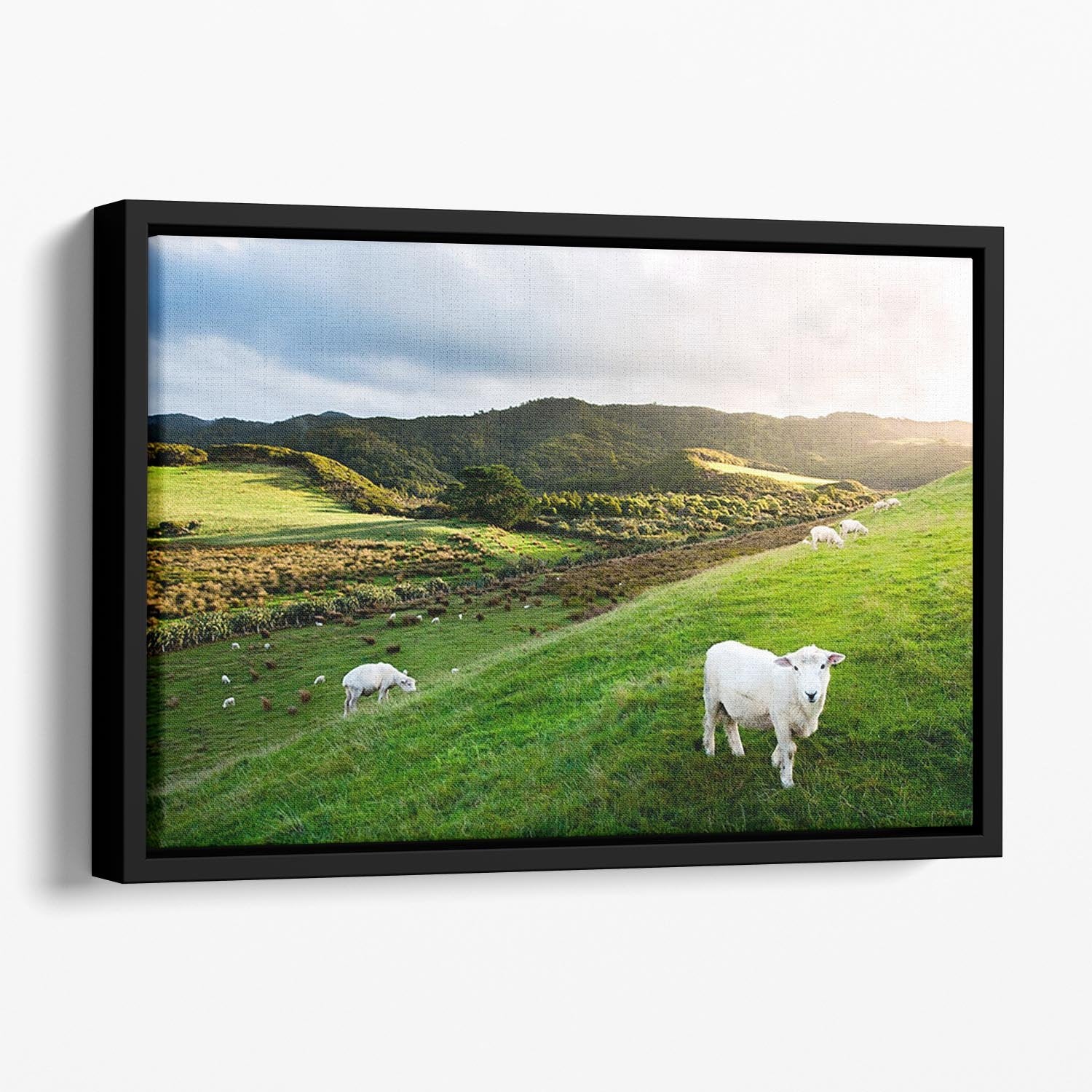 Sheep in farm in New Zealand Floating Framed Canvas - Canvas Art Rocks - 1