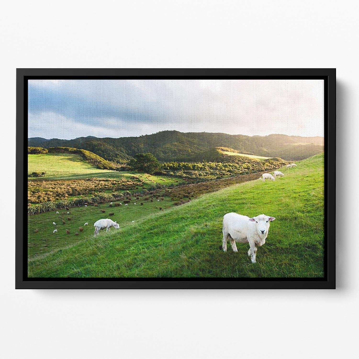 Sheep in farm in New Zealand Floating Framed Canvas - Canvas Art Rocks - 2