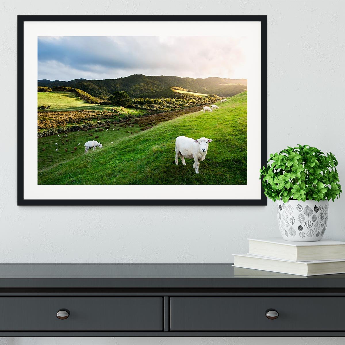 Sheep in farm in New Zealand Framed Print - Canvas Art Rocks - 1