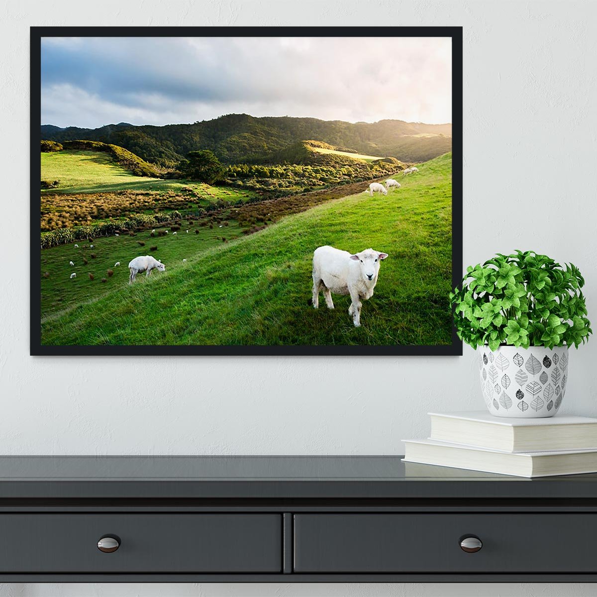 Sheep in farm in New Zealand Framed Print - Canvas Art Rocks - 2