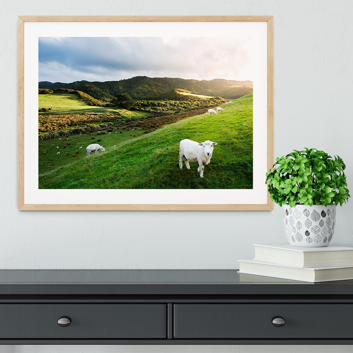 Sheep in farm in New Zealand Framed Print - Canvas Art Rocks - 3