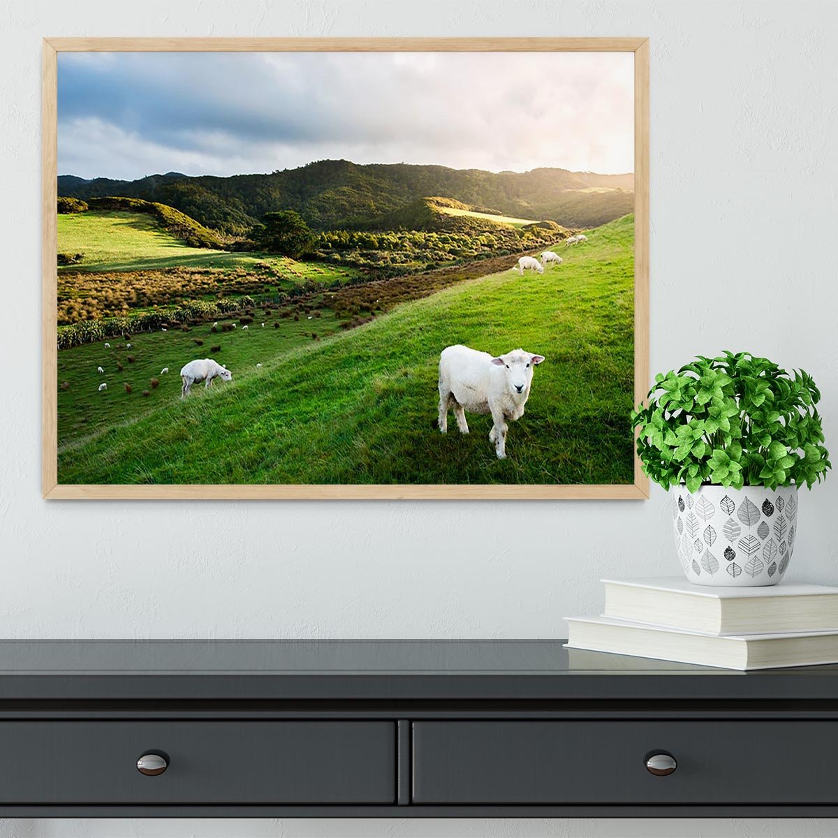 Sheep in farm in New Zealand Framed Print - Canvas Art Rocks - 4