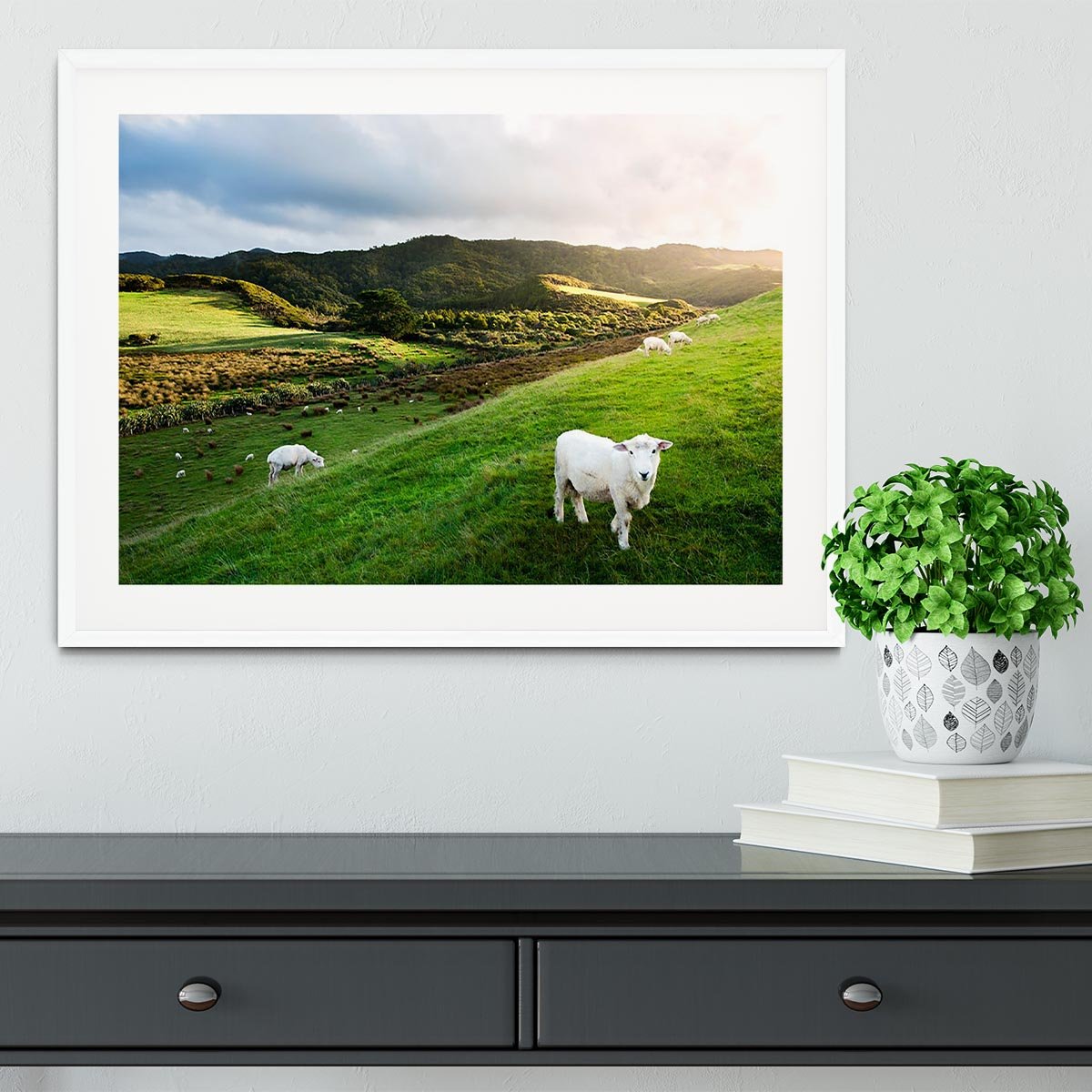 Sheep in farm in New Zealand Framed Print - Canvas Art Rocks - 5