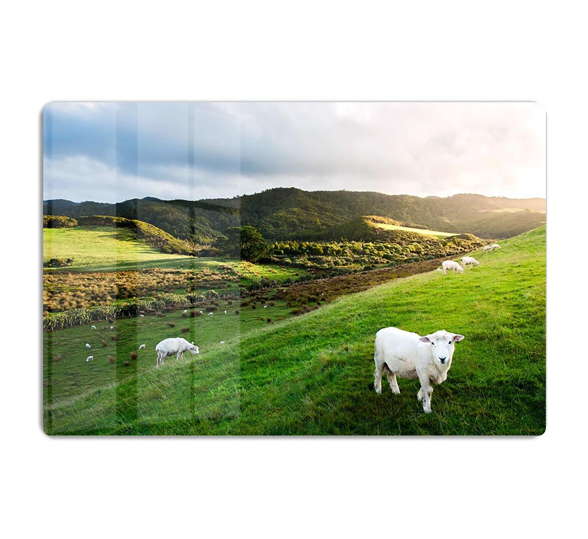 Sheep in farm in New Zealand HD Metal Print - Canvas Art Rocks - 1