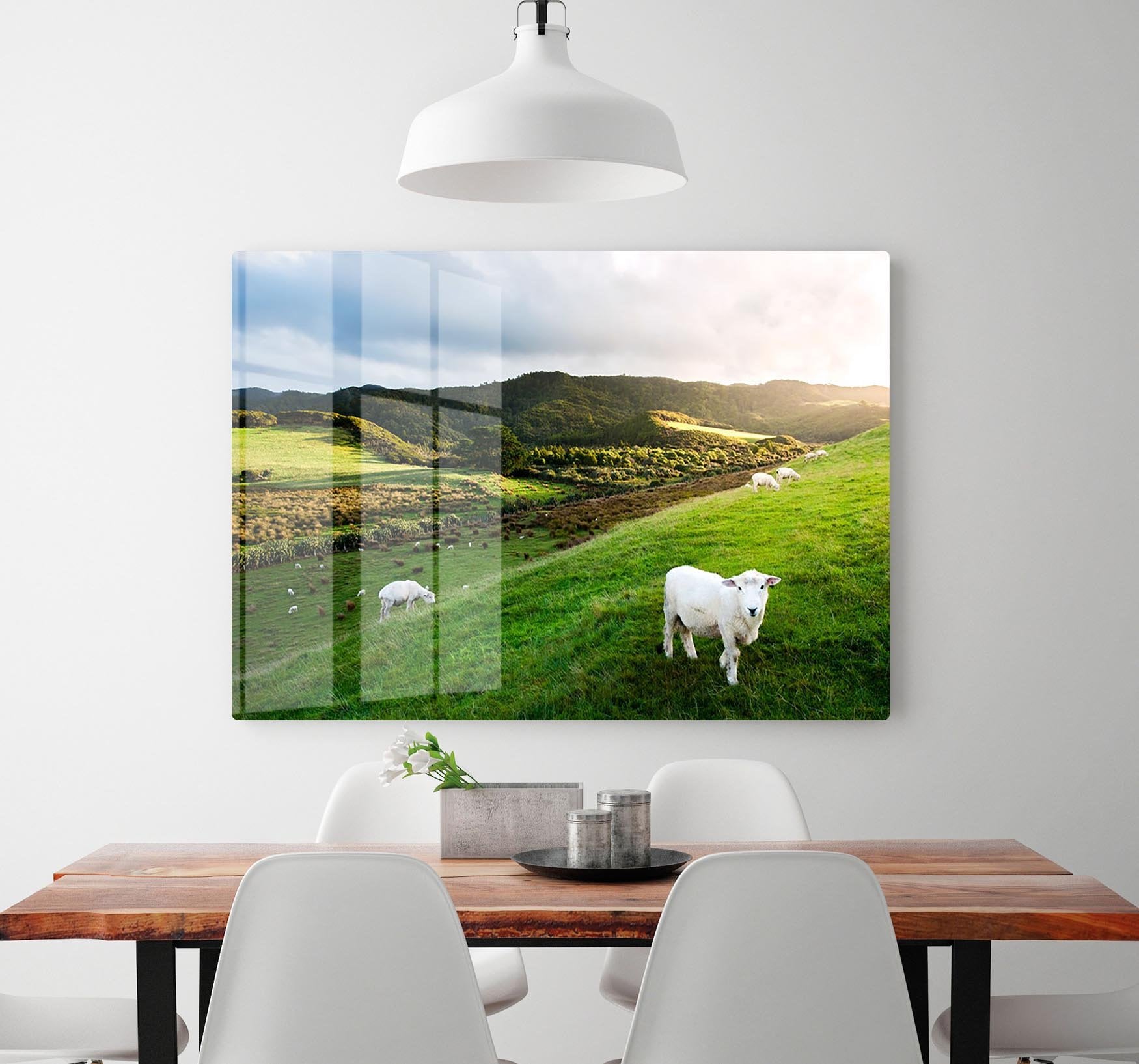 Sheep in farm in New Zealand HD Metal Print - Canvas Art Rocks - 2