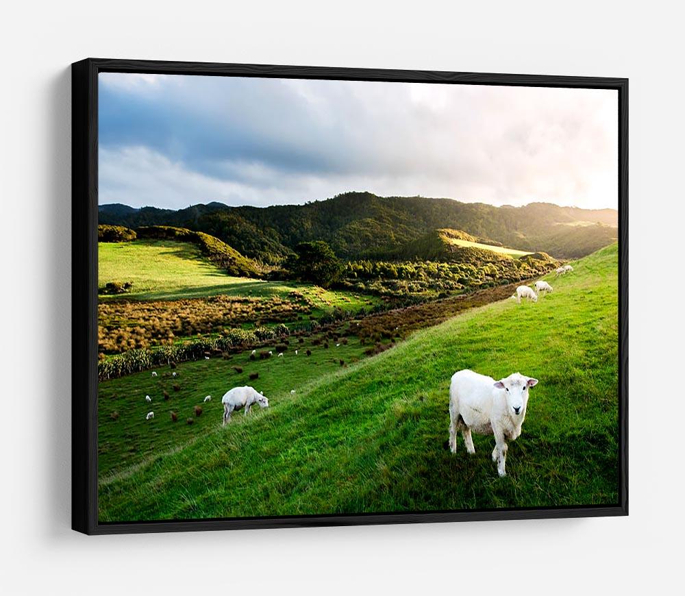 Sheep in farm in New Zealand HD Metal Print - Canvas Art Rocks - 6