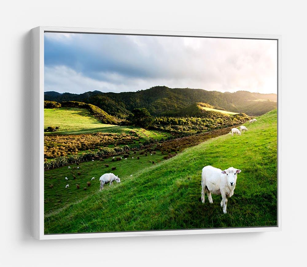 Sheep in farm in New Zealand HD Metal Print - Canvas Art Rocks - 7