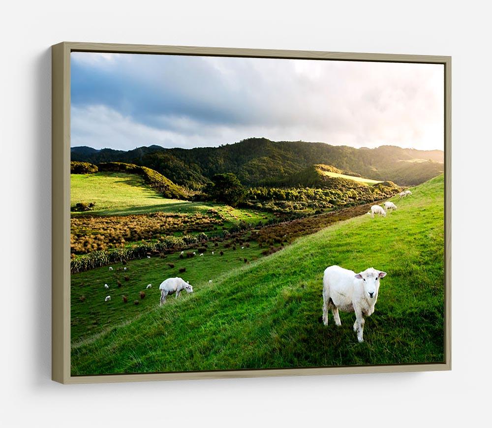Sheep in farm in New Zealand HD Metal Print - Canvas Art Rocks - 8