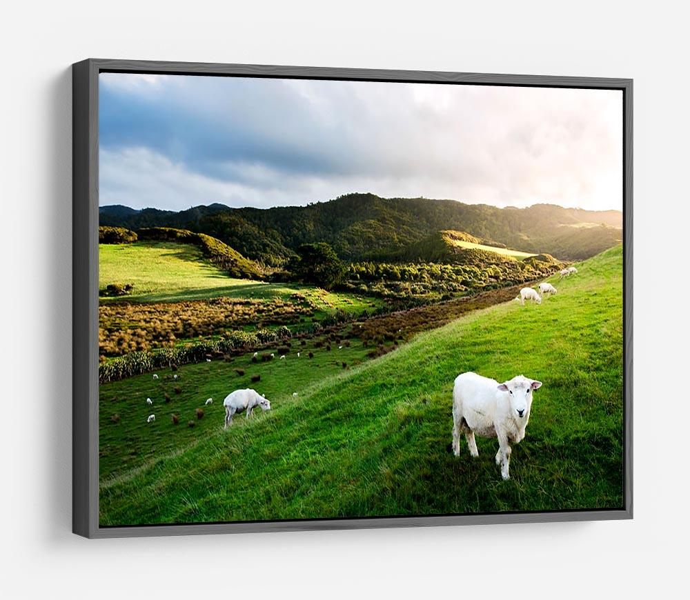Sheep in farm in New Zealand HD Metal Print - Canvas Art Rocks - 9