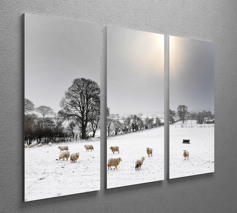 Sheep in the snow 3 Split Panel Canvas Print - Canvas Art Rocks - 2