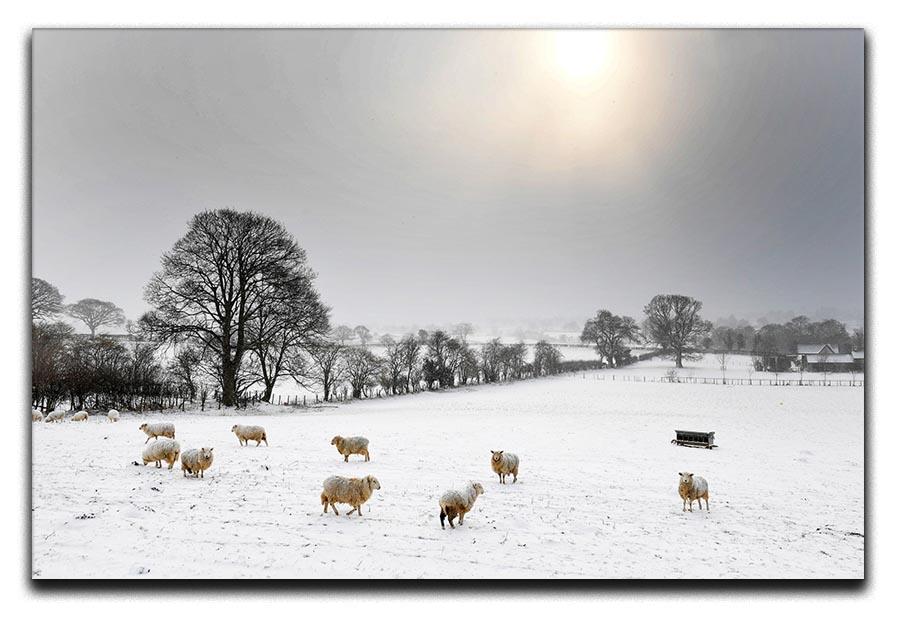 Sheep in the snow Canvas Print or Poster - Canvas Art Rocks - 1