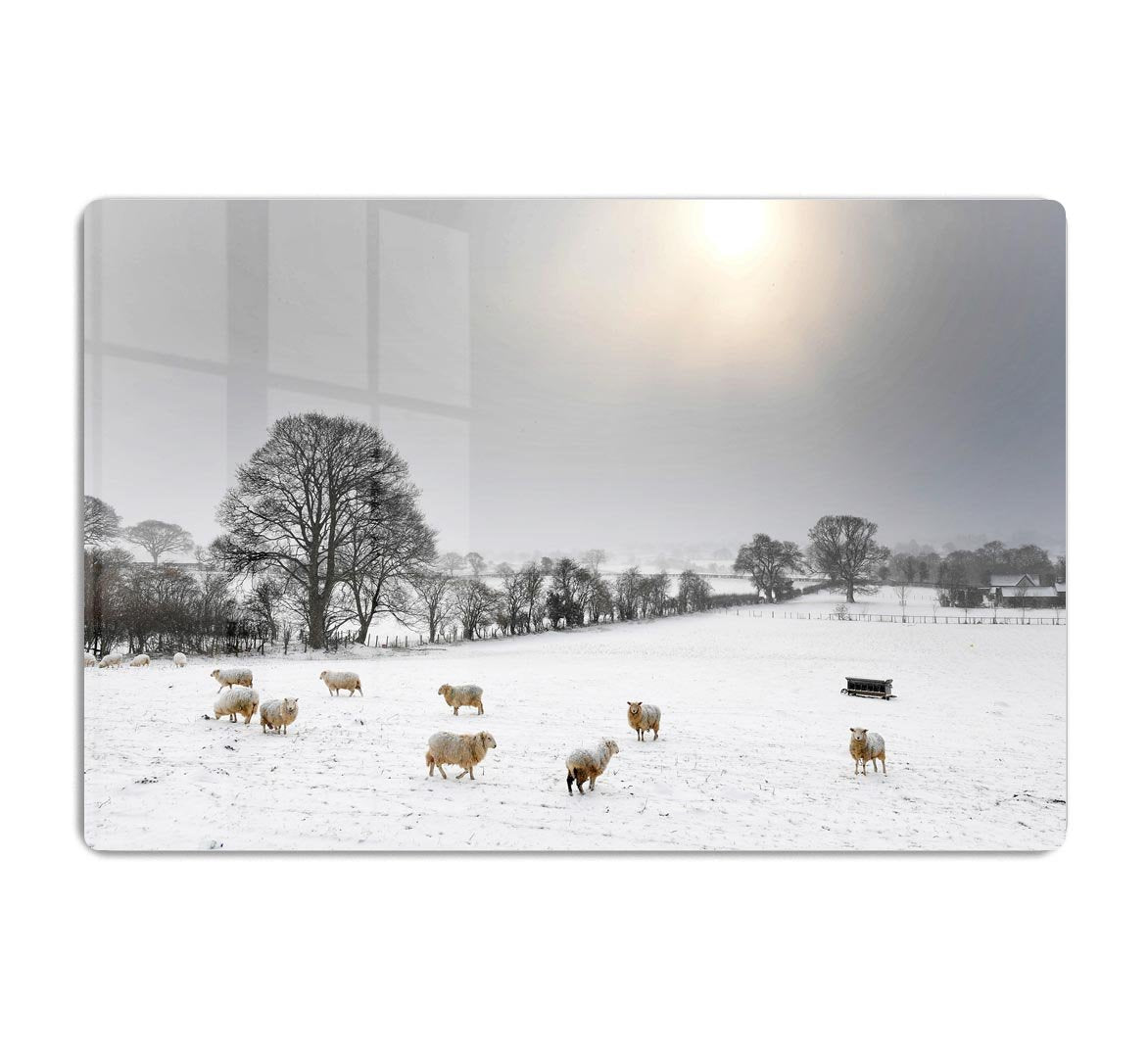 Sheep in the snow HD Metal Print - Canvas Art Rocks - 1