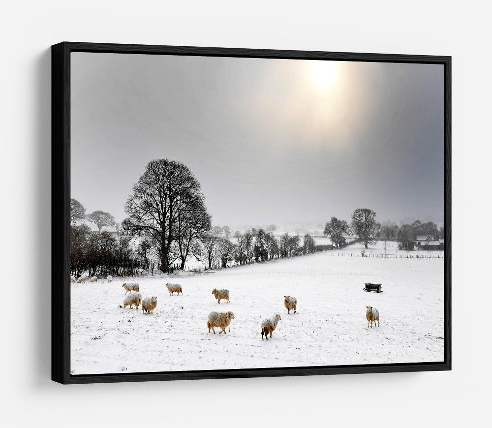 Sheep in the snow HD Metal Print - Canvas Art Rocks - 6