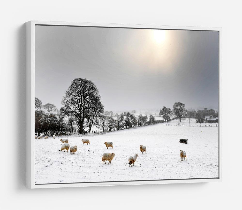 Sheep in the snow HD Metal Print - Canvas Art Rocks - 7