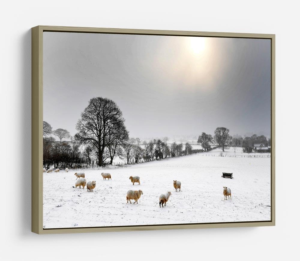Sheep in the snow HD Metal Print - Canvas Art Rocks - 8