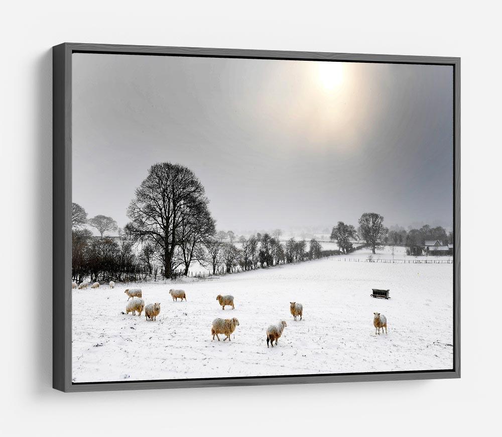 Sheep in the snow HD Metal Print - Canvas Art Rocks - 9