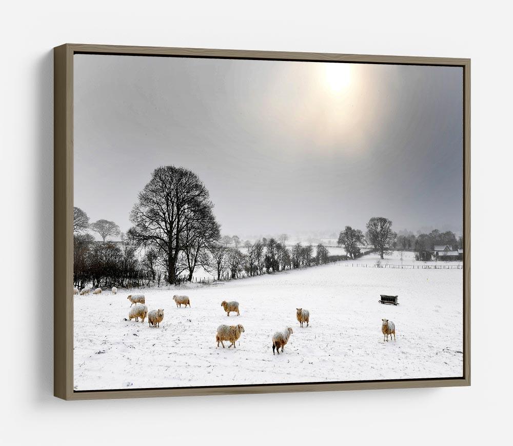 Sheep in the snow HD Metal Print - Canvas Art Rocks - 10