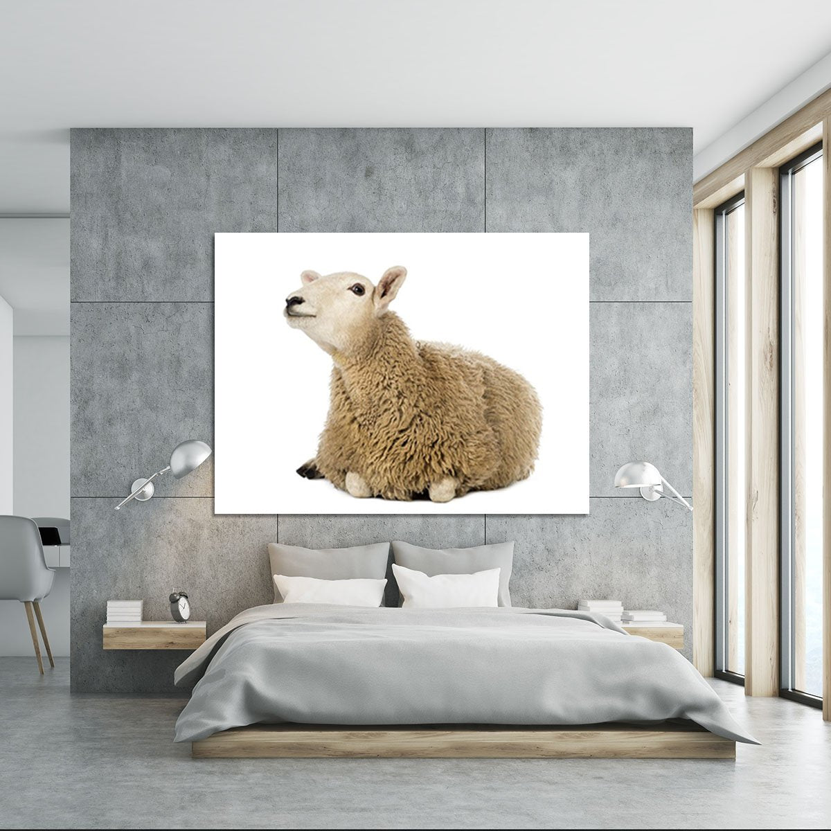 Sheep lying and looking up Canvas Print or Poster