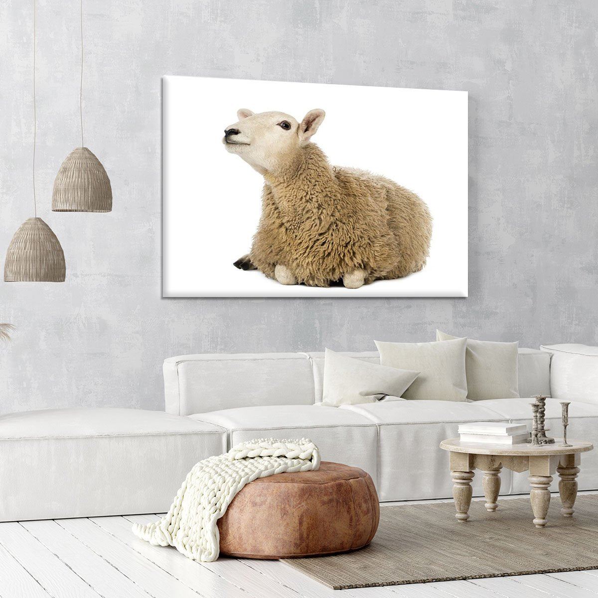 Sheep lying and looking up Canvas Print or Poster
