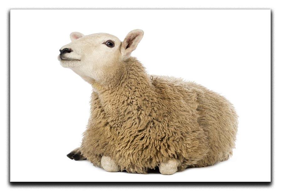 Sheep lying and looking up Canvas Print or Poster - Canvas Art Rocks - 1