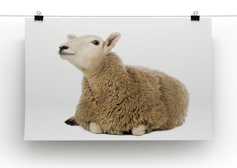 Sheep lying and looking up Canvas Print or Poster - Canvas Art Rocks - 2