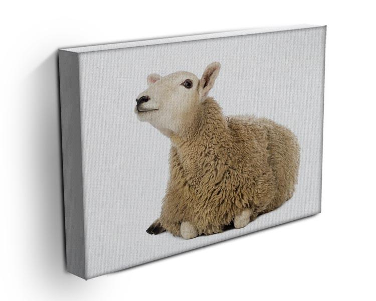 Sheep lying and looking up Canvas Print or Poster - Canvas Art Rocks - 3