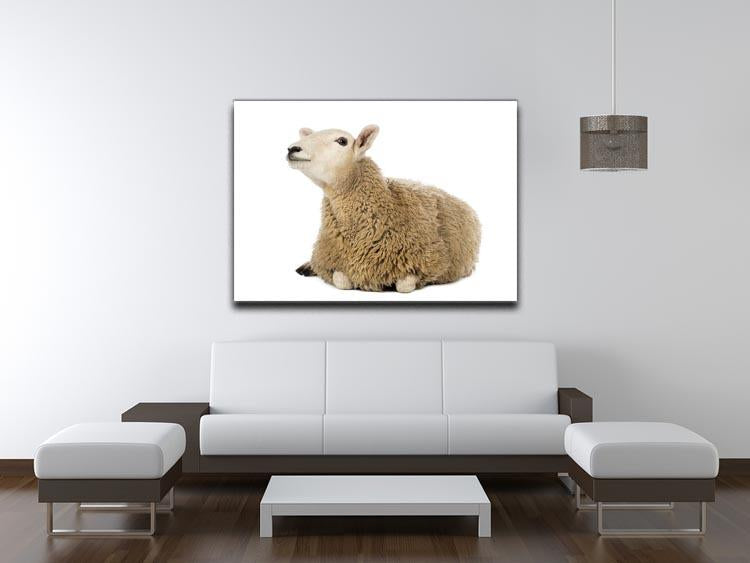 Sheep lying and looking up Canvas Print or Poster - Canvas Art Rocks - 4
