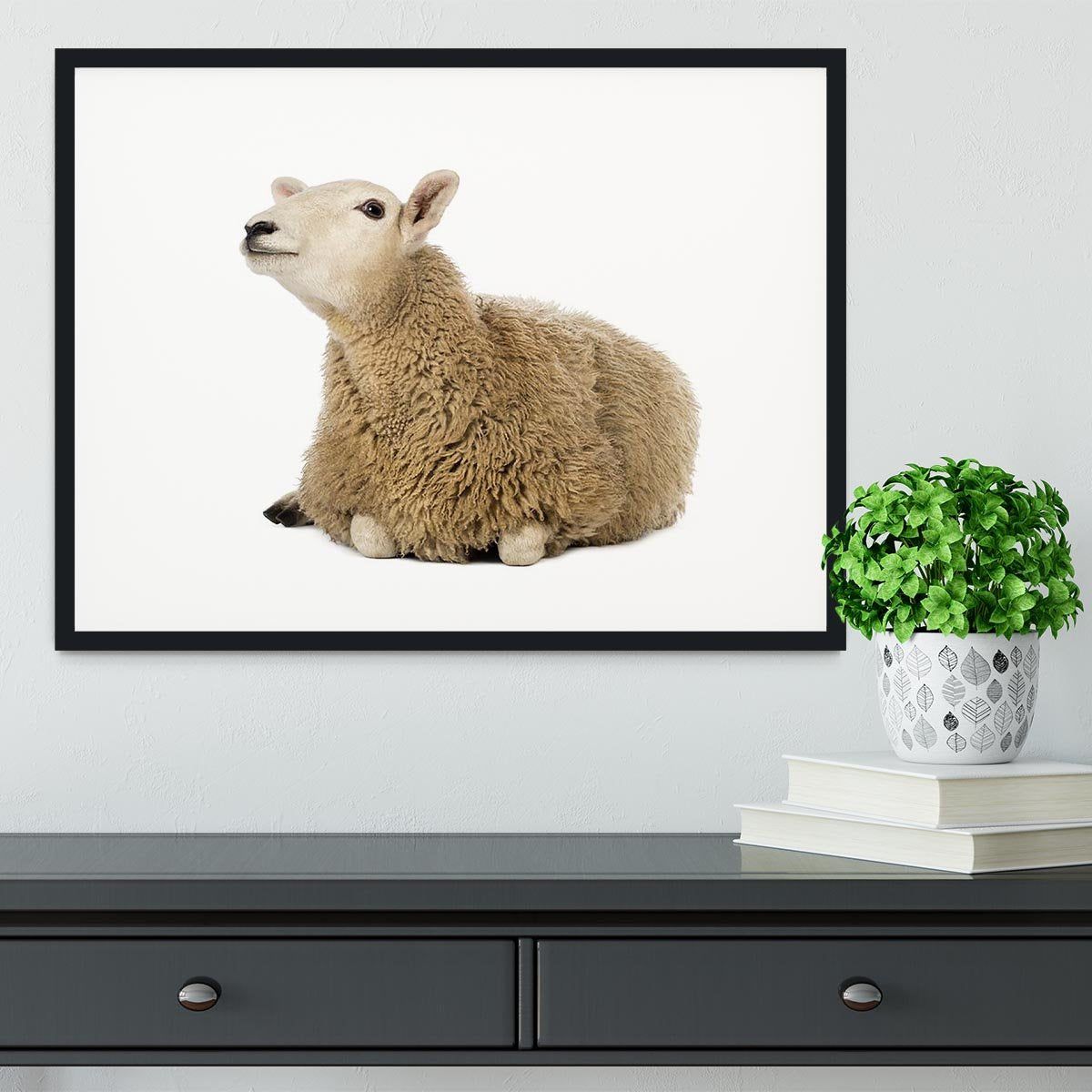 Sheep lying and looking up Framed Print - Canvas Art Rocks - 1