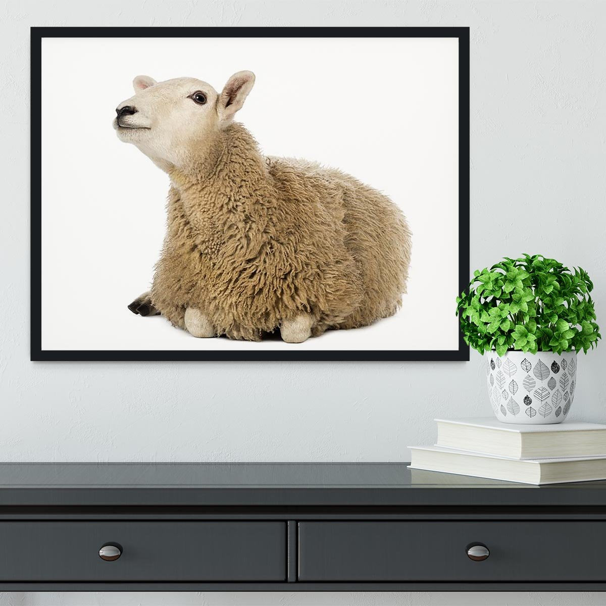 Sheep lying and looking up Framed Print - Canvas Art Rocks - 2