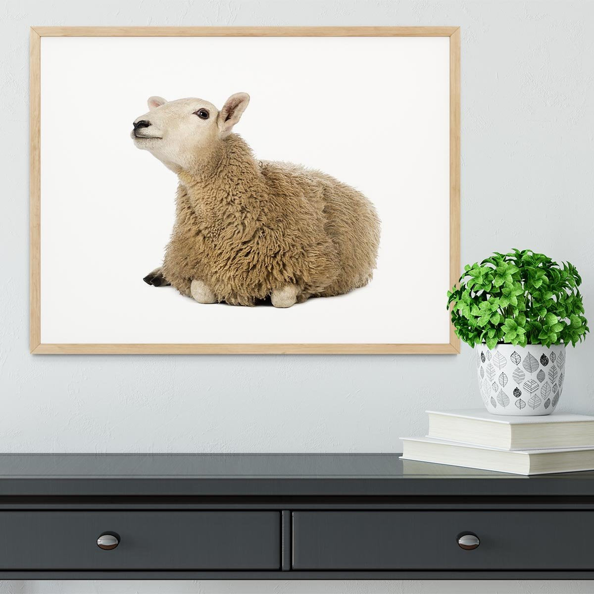Sheep lying and looking up Framed Print - Canvas Art Rocks - 3