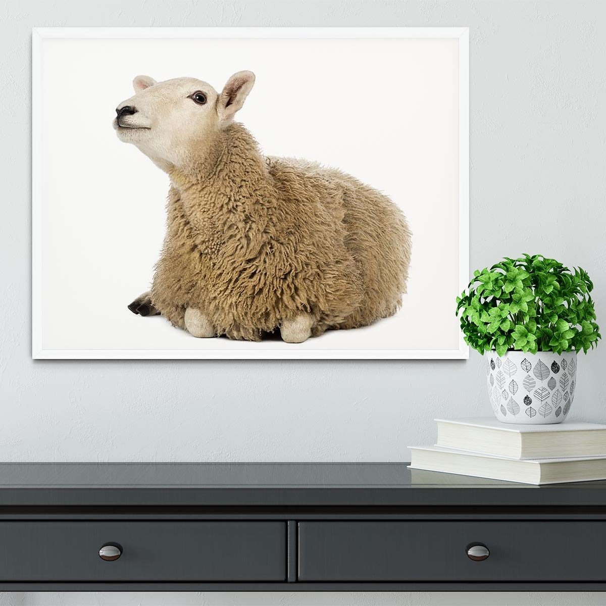 Sheep lying and looking up Framed Print - Canvas Art Rocks -6