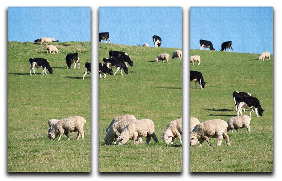 Sheeps in green rural meadow with cows 3 Split Panel Canvas Print - Canvas Art Rocks - 1