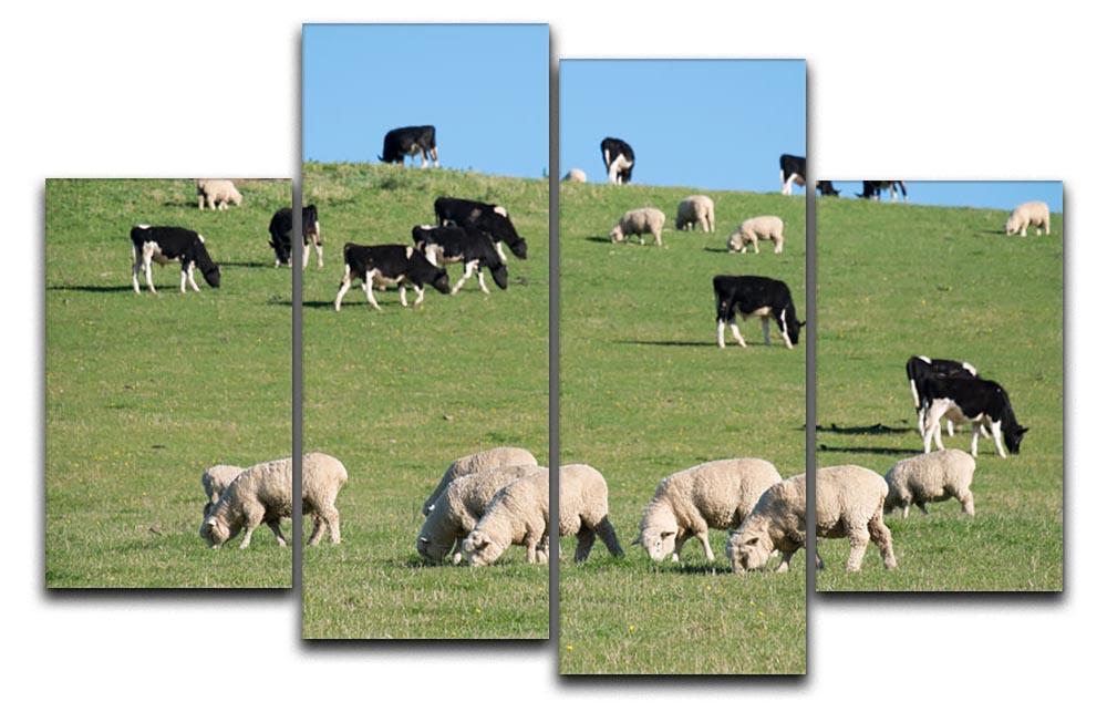 Sheeps in green rural meadow with cows 4 Split Panel Canvas - Canvas Art Rocks - 1