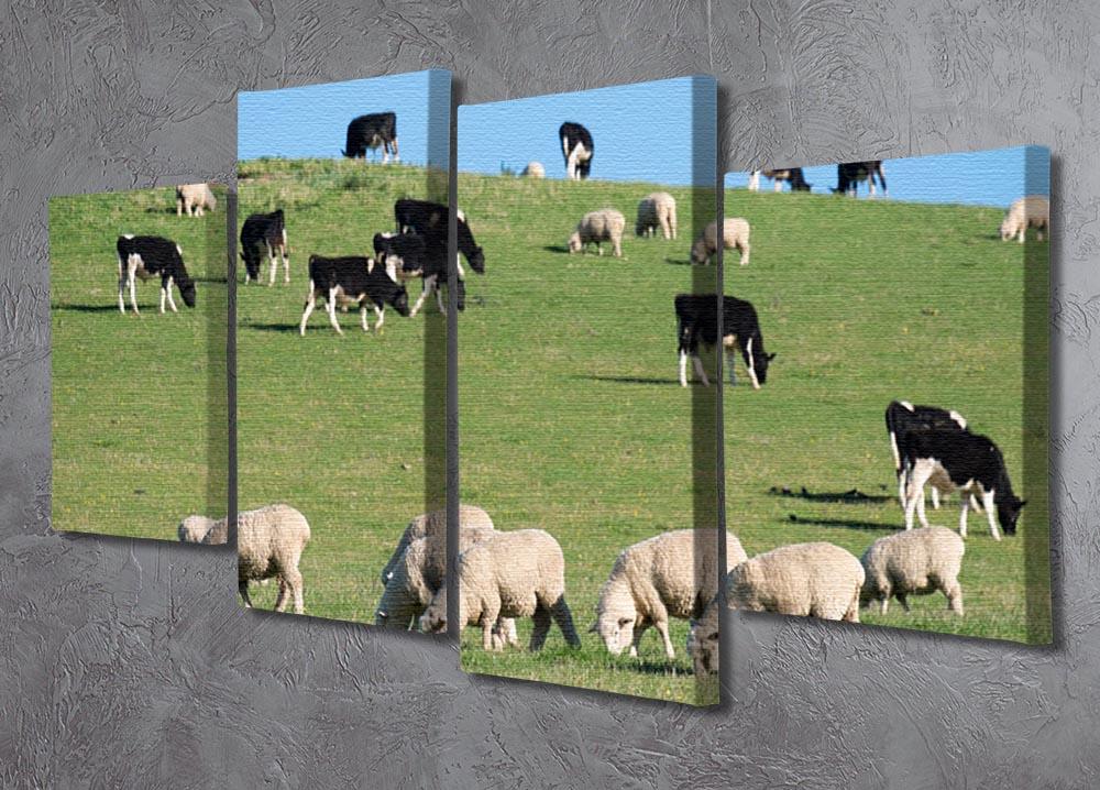 Sheeps in green rural meadow with cows 4 Split Panel Canvas - Canvas Art Rocks - 2