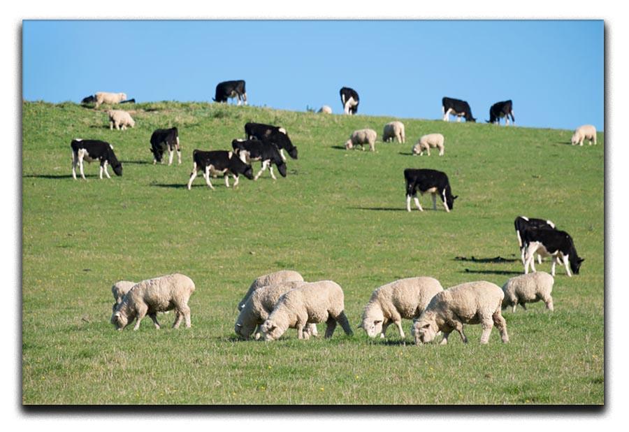 Sheeps in green rural meadow with cows Canvas Print or Poster - Canvas Art Rocks - 1