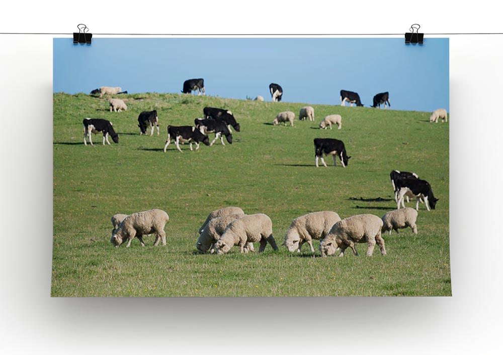 Sheeps in green rural meadow with cows Canvas Print or Poster - Canvas Art Rocks - 2