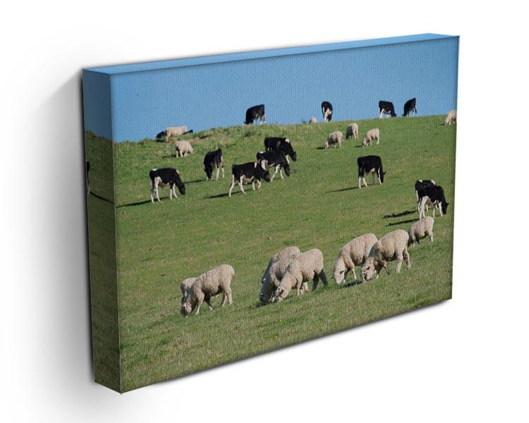 Sheeps in green rural meadow with cows Canvas Print or Poster - Canvas Art Rocks - 3
