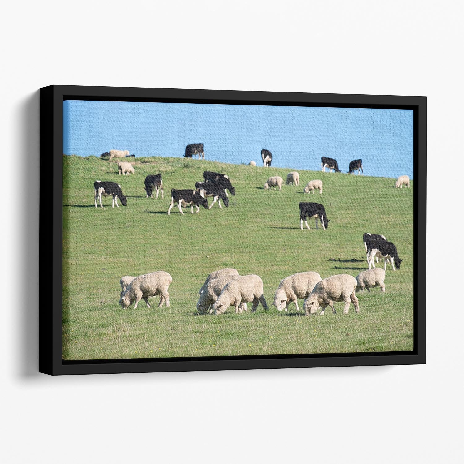 Sheeps in green rural meadow with cows Floating Framed Canvas - Canvas Art Rocks - 1