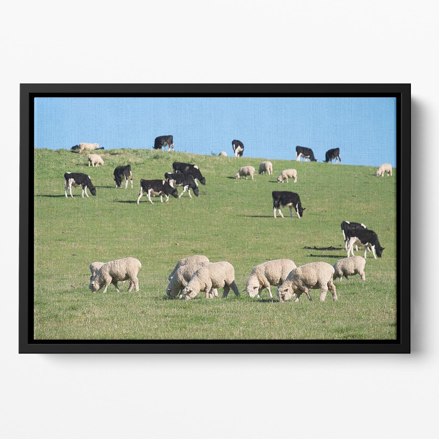 Sheeps in green rural meadow with cows Floating Framed Canvas - Canvas Art Rocks - 2