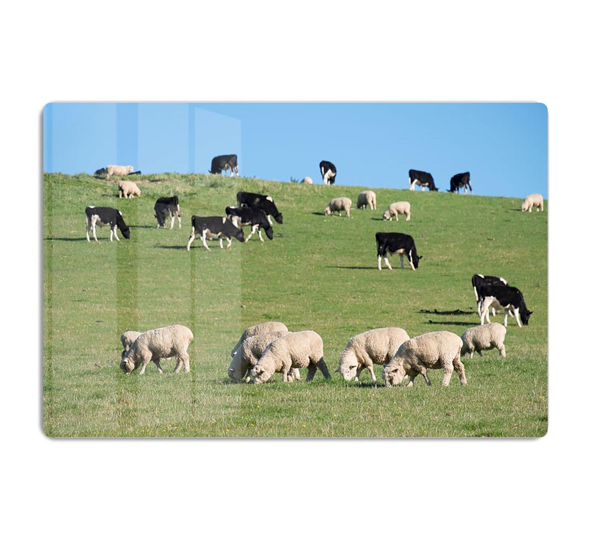 Sheeps in green rural meadow with cows HD Metal Print - Canvas Art Rocks - 1