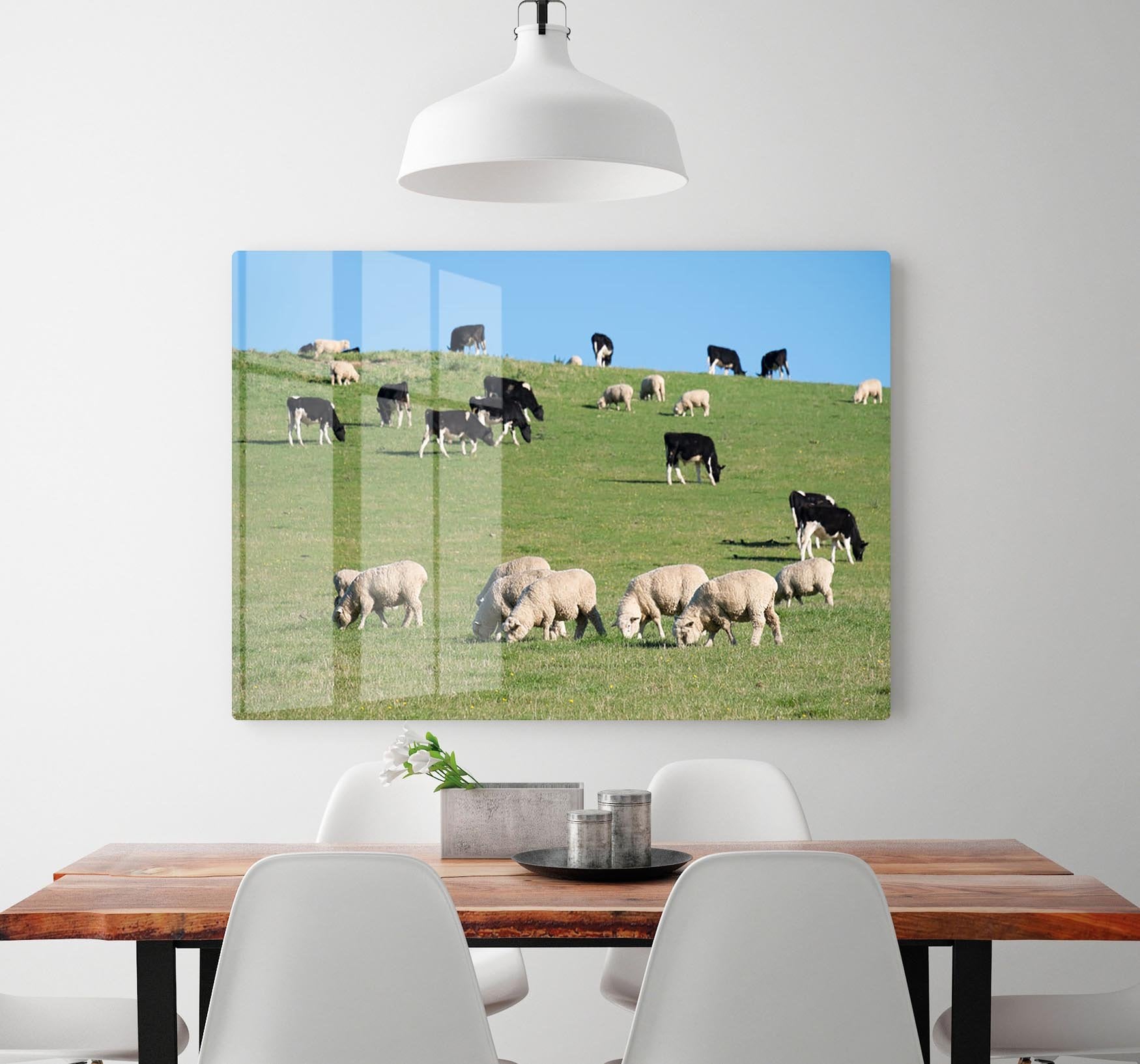 Sheeps in green rural meadow with cows HD Metal Print - Canvas Art Rocks - 2